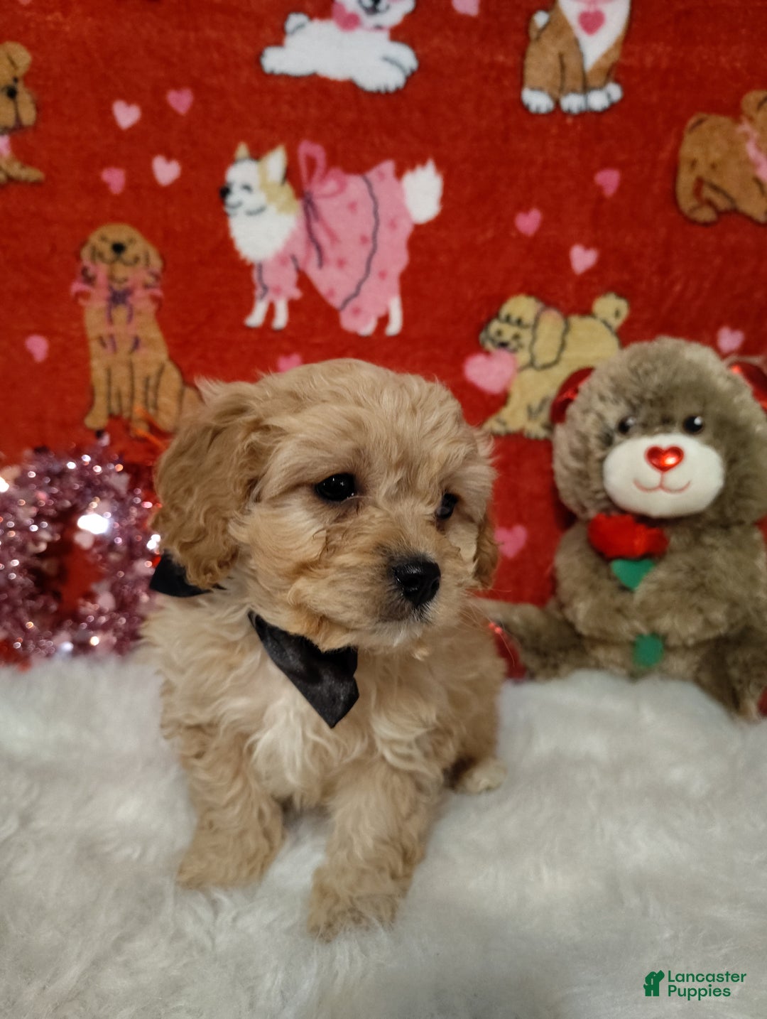 Cavapoo dogs for sale: Henry  - Ad 2