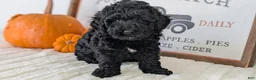 Miniature Poodle dogs for sale: Hazel - Ad 12