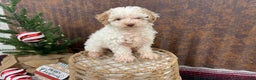 Miniature Poodle dogs for sale: Shenzie - Ad 2