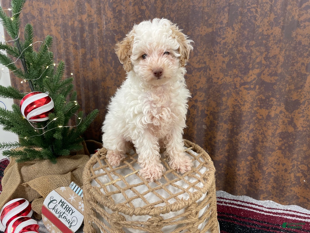 Miniature Poodle dogs for sale: Shenzie - Ad 2
