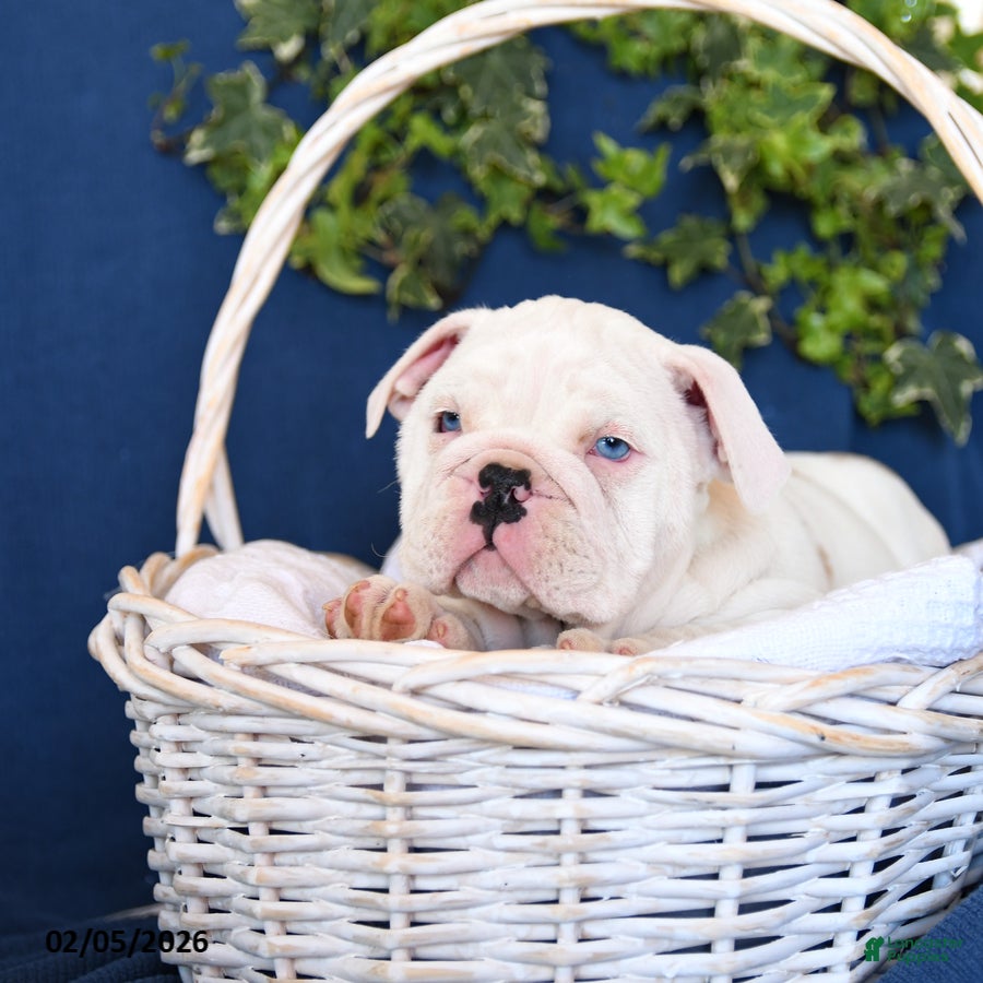 English Bulldog dogs Dozer - Ad 2