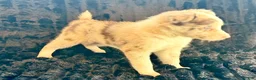 Border Collie dogs for sale: Bambi - Ad 6