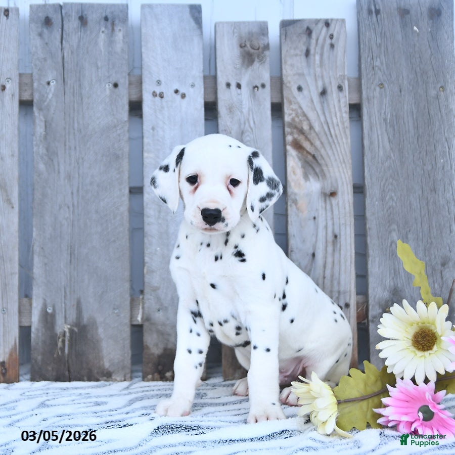 Dalmatian dogs Zephyr - Ad 1