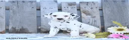Dalmatian dogs for sale: Zephyr - Ad 1