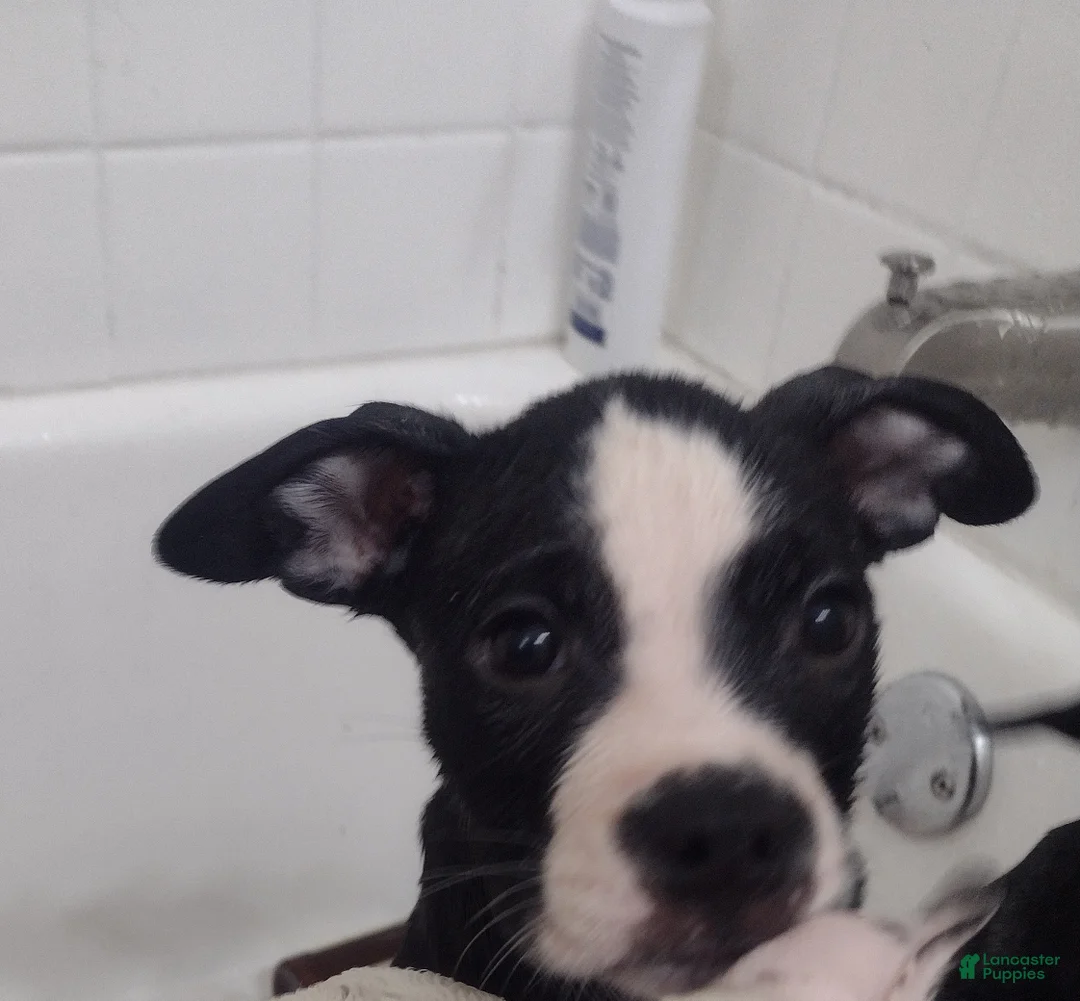 Mixed Breed dogs for sale: Moose  - Ad 1