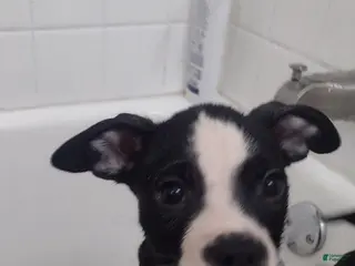 Mixed Breed dogs for sale: Moose - Ad 1