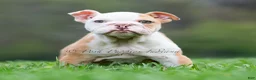 English Bulldog dogs for sale: Anastasia - Ad 1