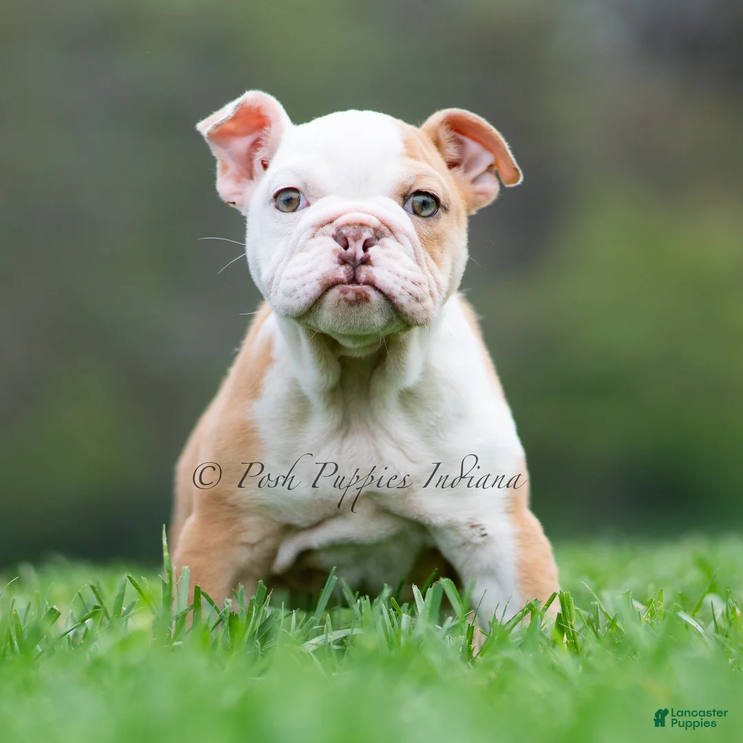 English Bulldog dogs for sale: Anastasia - Ad 1