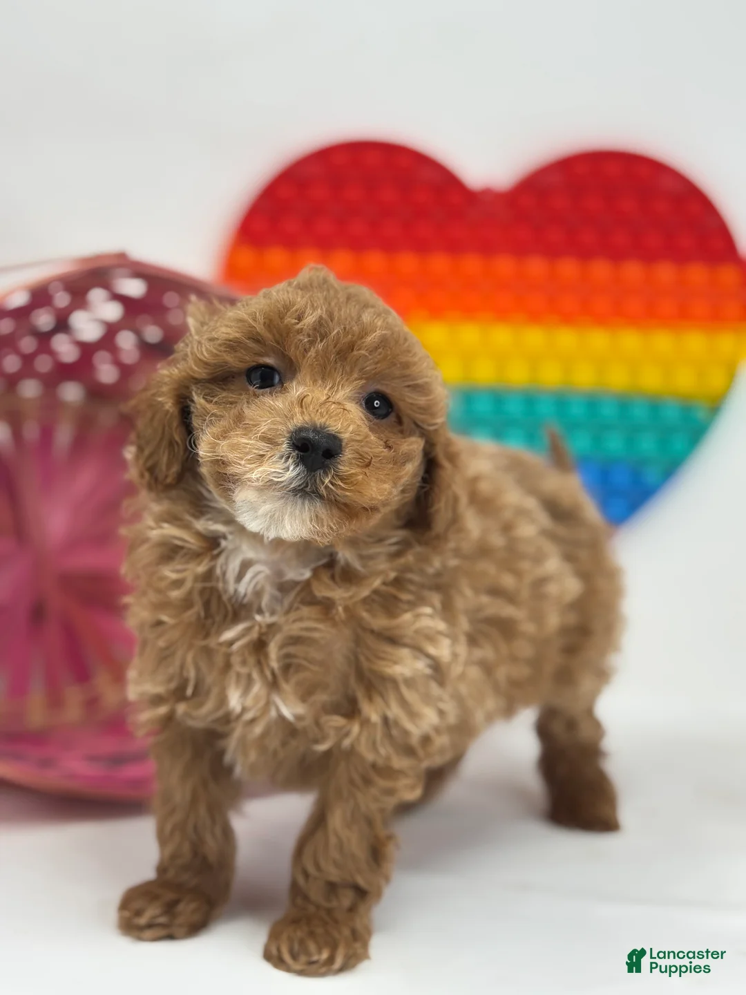 Mini Goldendoodle dogs for sale: Dakota  - Ad 3