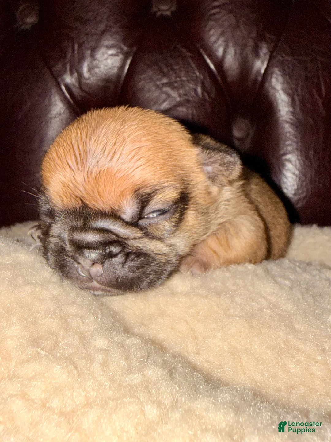 French Bulldog dogs for sale: French Bulldog Puppy 3 - Ad 6