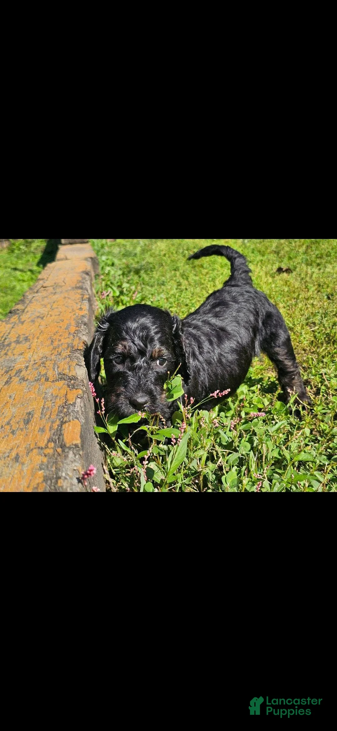 Mixed Breed dogs for sale: Wybie - Ad 2