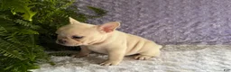 French Bulldog dogs for sale: Tea Cup - Ad 7