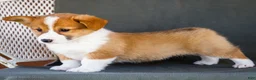 Welsh Corgi Pembroke dogs for sale: Bitsie - Ad 8