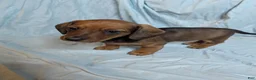 Miniature Dachshund dogs for sale: Hazel - Ad 4