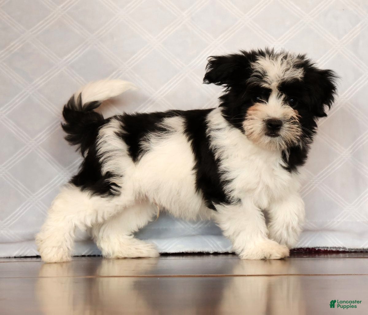 Havanese dogs Scott - Ad 1