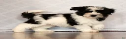 Havanese dogs for sale: Scott - Ad 1