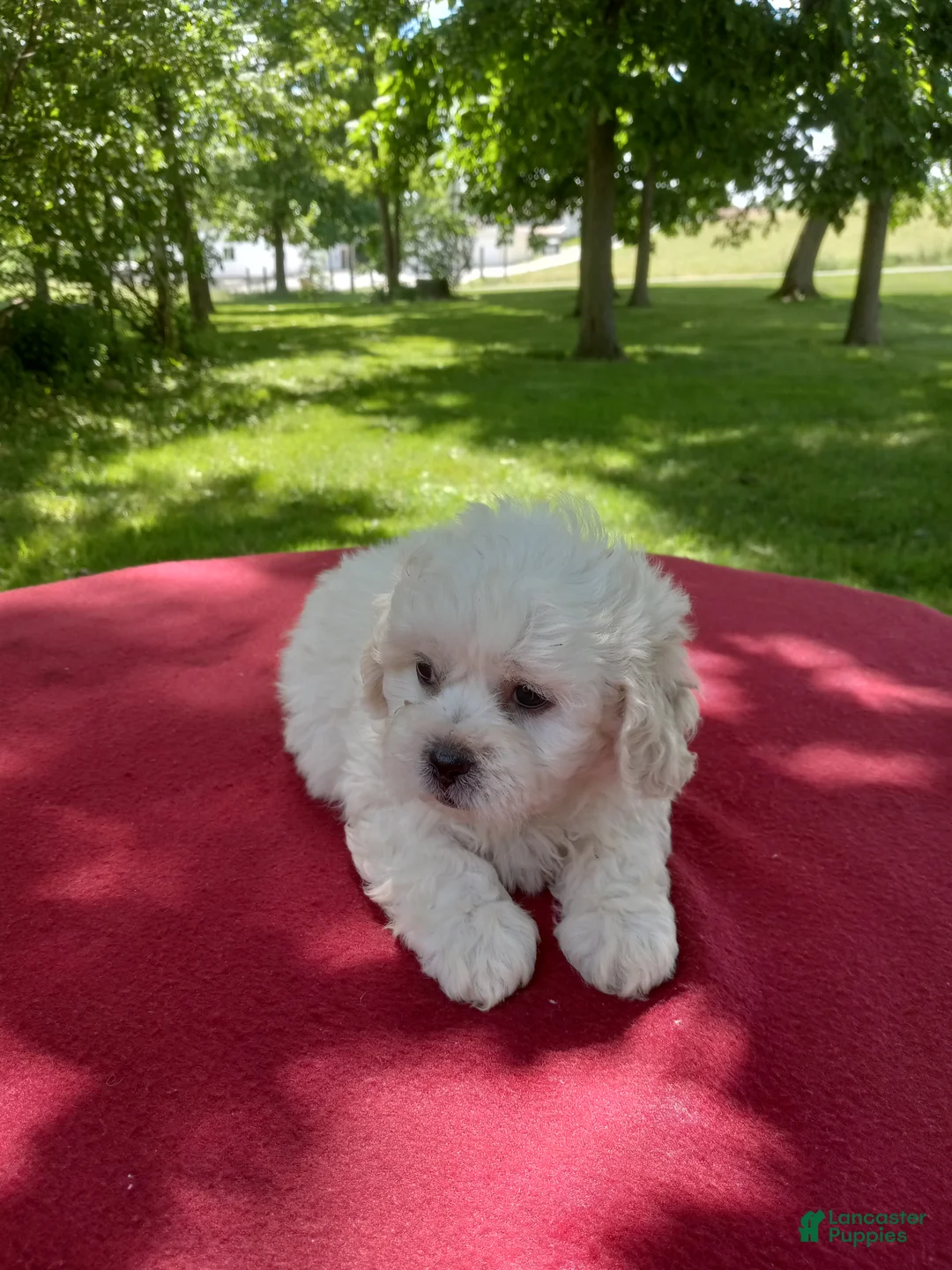 Teddy Bear dogs for sale: Dolly - Ad 1