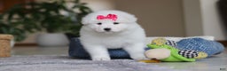 Samoyed dogs for sale: Poppy - Ad 7