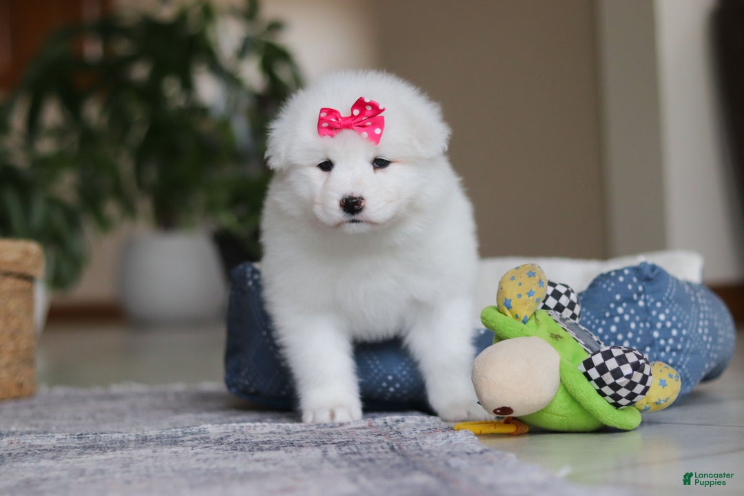 Samoyed dogs for sale: Poppy - Ad 7