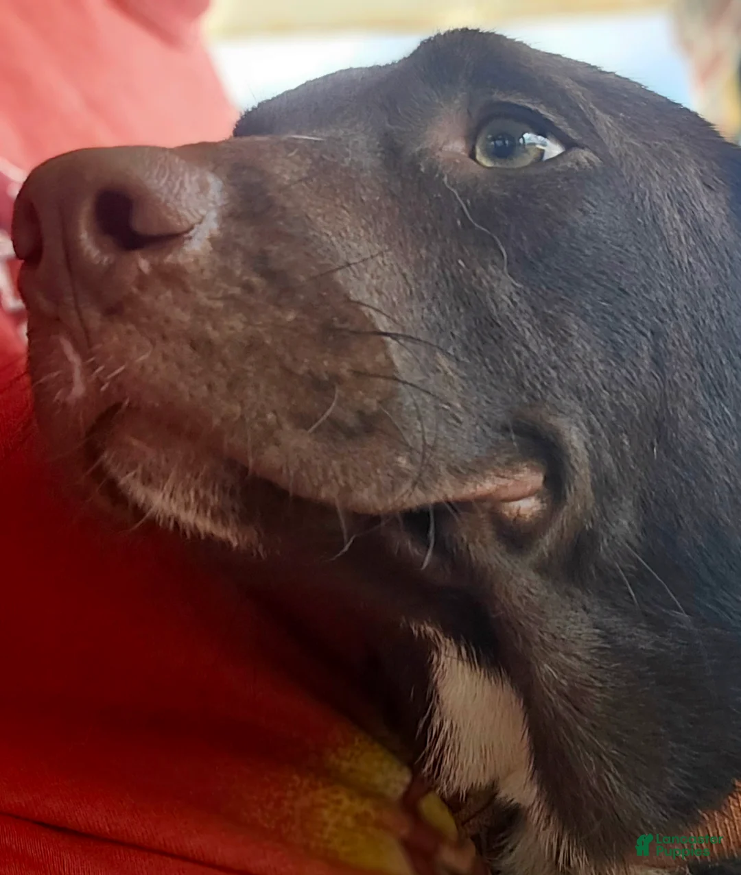 Mixed Breed dogs for sale: SierraMadre - Ad 2