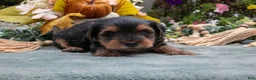 Yorkiepoo dogs for sale: Rex - Ad 2