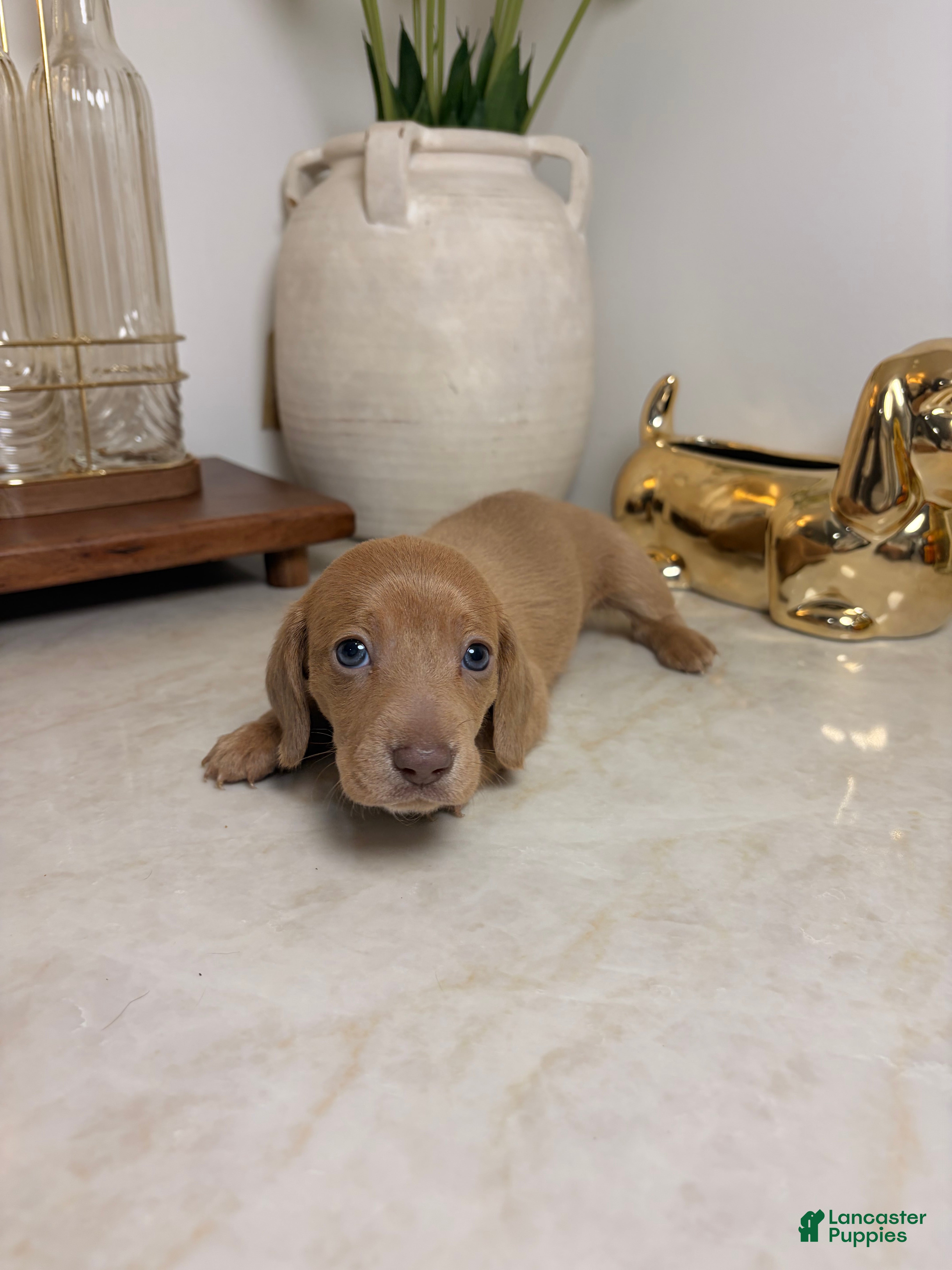Miniature Dachshund dogs Saja - Ad 4