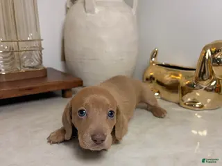 Miniature Dachshund dogs Saja - Ad 4