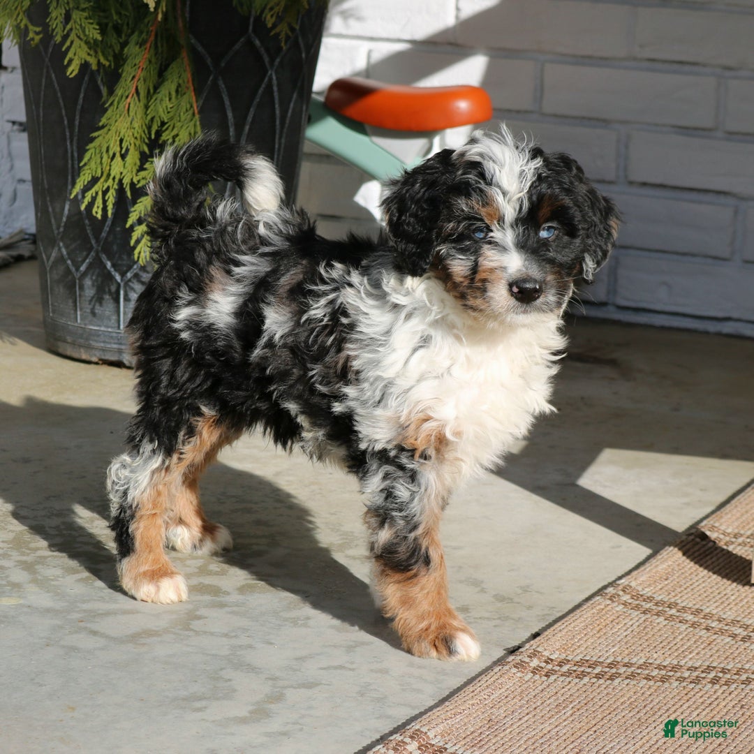 Mini Bernedoodle dogs for sale: Jojo  - Ad 2