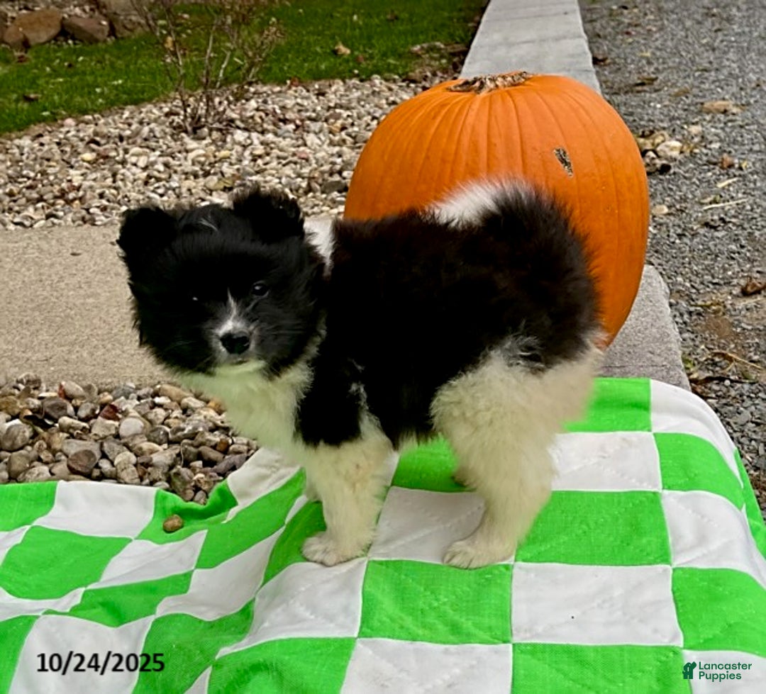 Pomsky dogs for sale: Fluffy - Ad 6