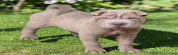 Shar Pei dogs for sale: Lyla - Ad 14