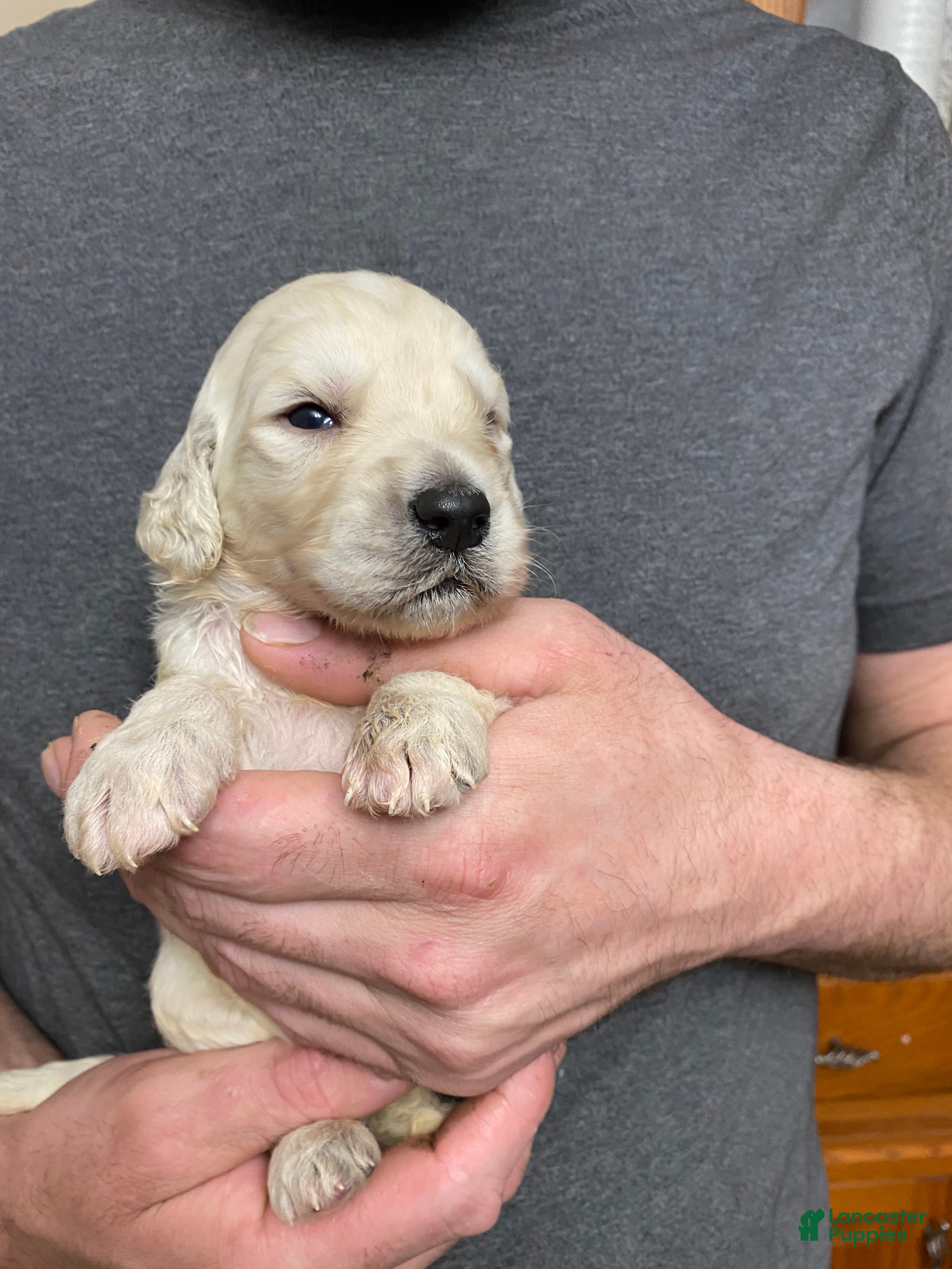 Goldendoodle dogs Goldendoodle Puppy 4 - Ad 28