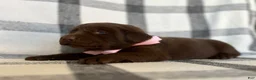 Labrador Retriever dogs for sale: Nina - Ad 3