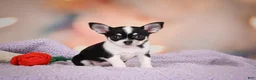 Chihuahua dogs for sale: MAPLE - Ad 2
