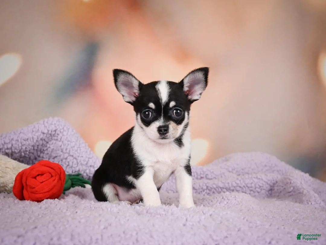 Chihuahua dogs for sale: MAPLE - Ad 2