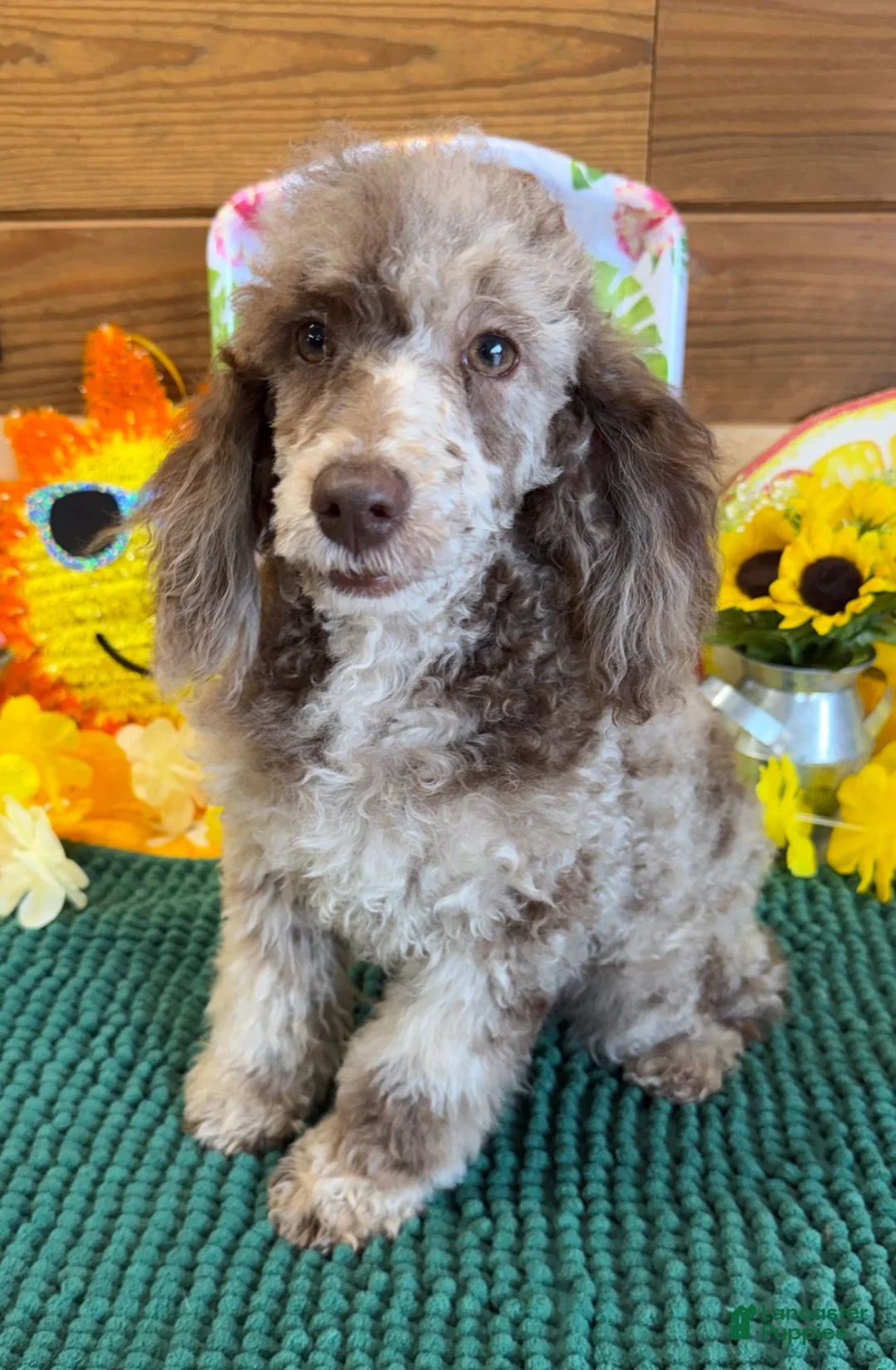 Miniature Poodle dogs for sale: Speckles - Ad 4