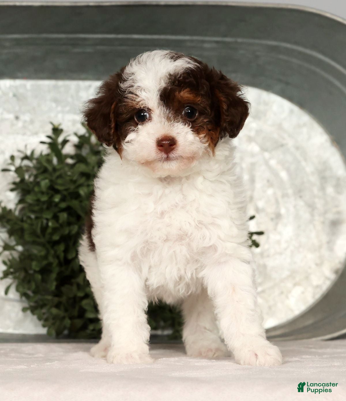 Toy Poodle dogs Molly - Ad 1