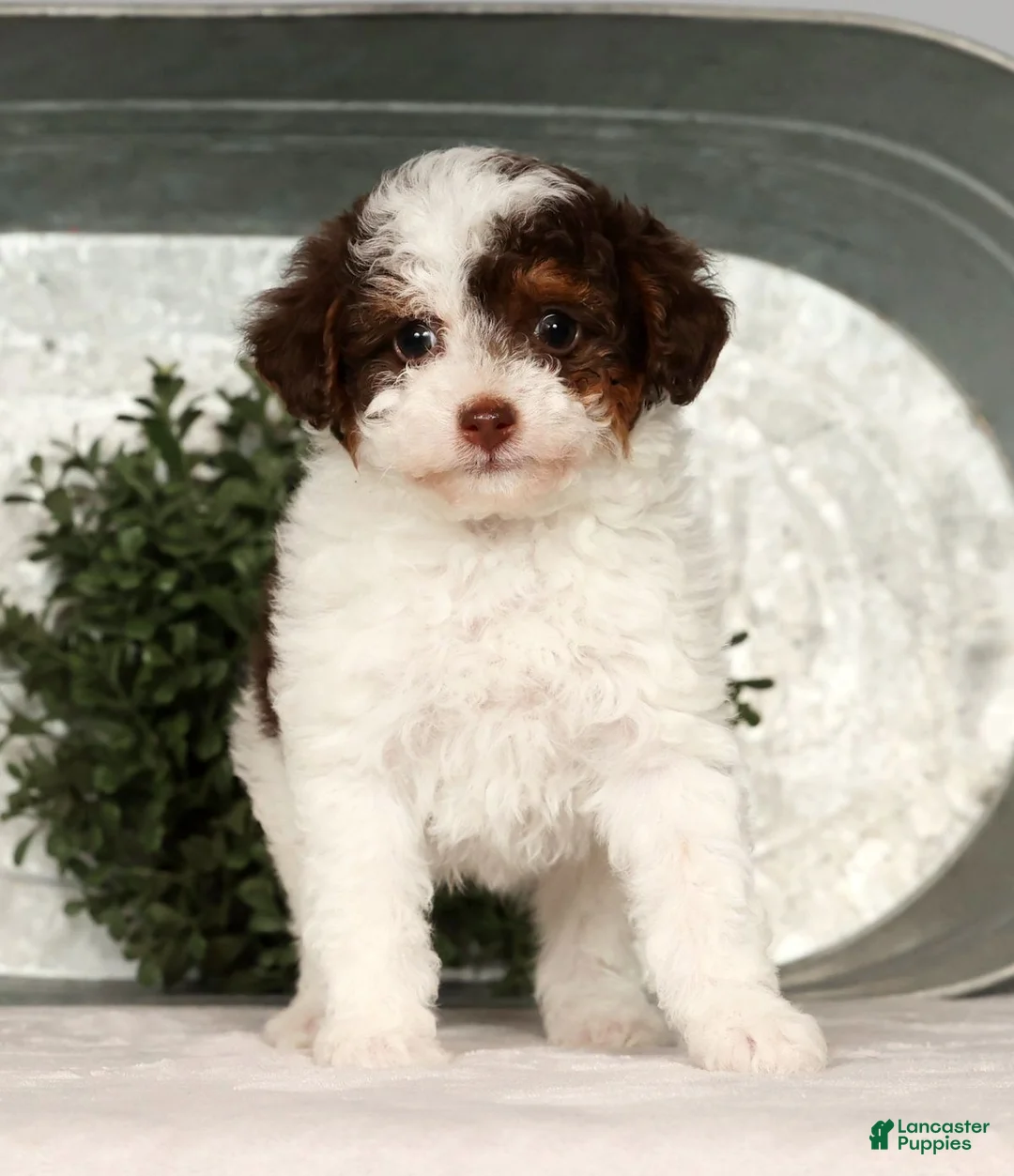 Toy Poodle dogs for sale: Molly - Ad 1