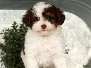 Toy Poodle dogs Molly - Ad 1