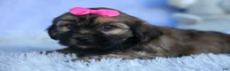 Shorkie dogs for sale: SADIE - Ad 4