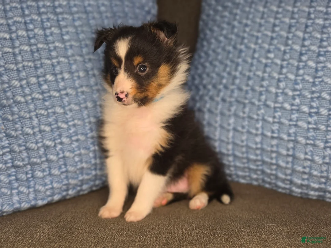 Shetland Sheepdog dogs for sale: Detroit  - Ad 2