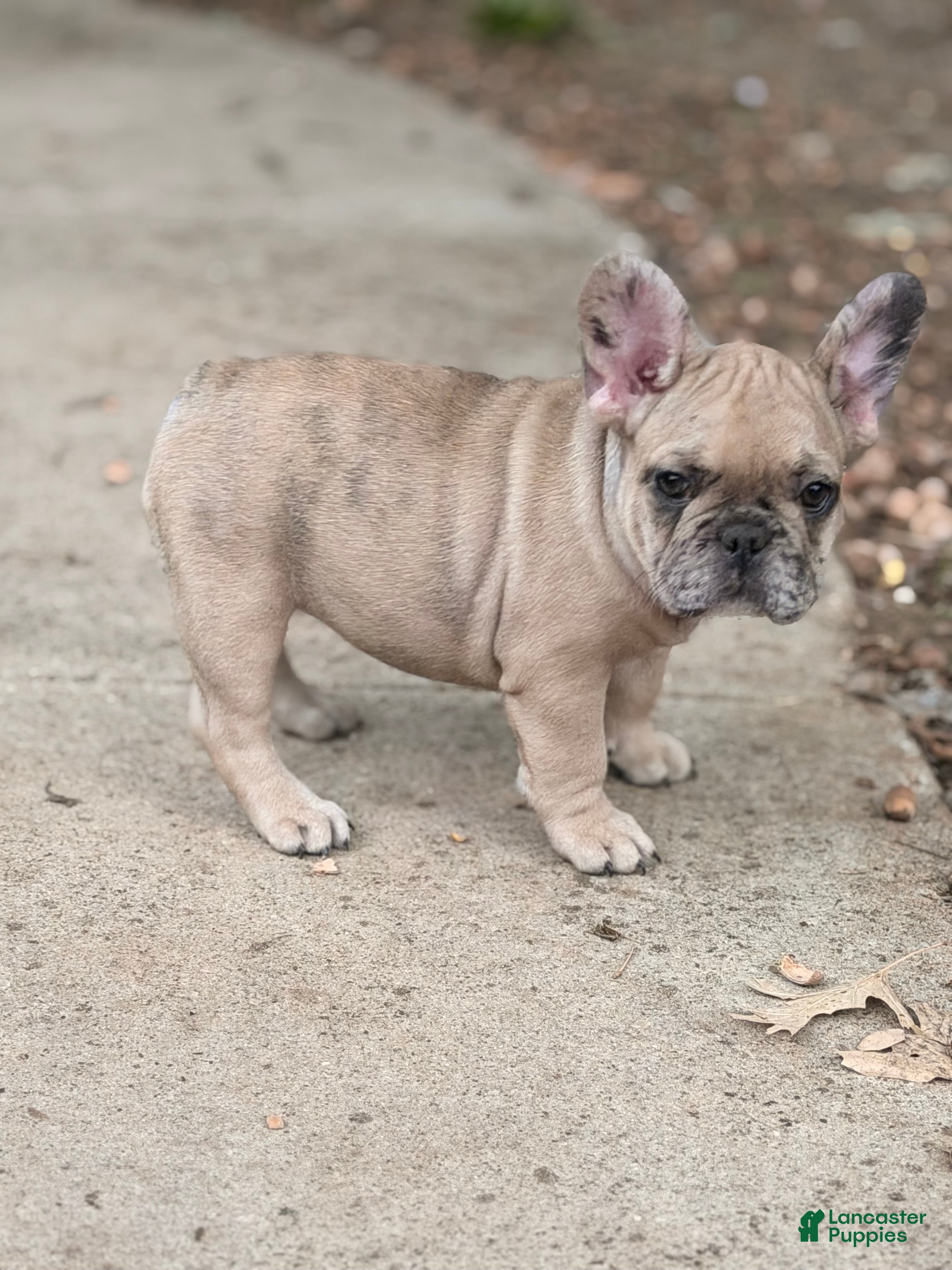 French Bulldog dogs for sale: Sophia - Ad 1