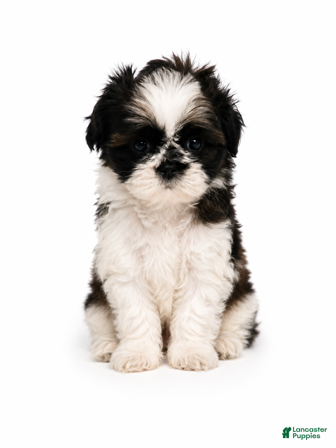 Shih Tzu dogs for sale: Blue - Ad 1