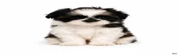 Shih Tzu dogs for sale: Blue - Ad 1