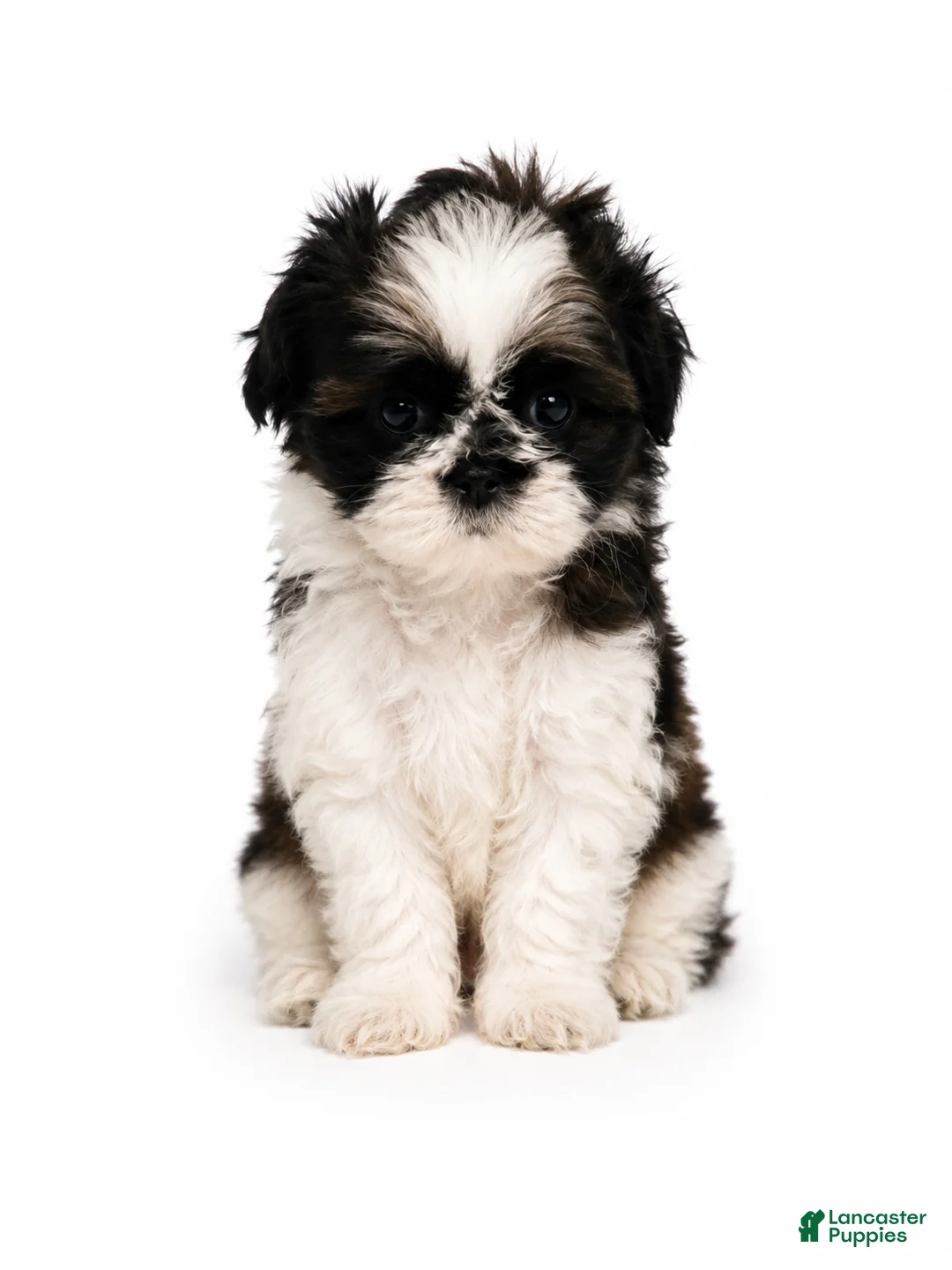 Shih Tzu dogs for sale: Blue - Ad 1
