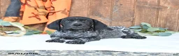 German Shorthaired Pointer dogs for sale: Midnight - Ad 3