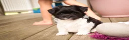 Havanese dogs for sale: Goldie Havanese  - Ad 11