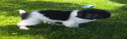 Newfoundland dogs for sale: Scarlett - Ad 5