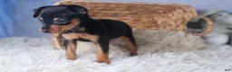 Miniature Pinscher dogs for sale: ANGEL - Ad 3