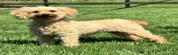 Miniature Poodle dogs for sale: Tank - Ad 5