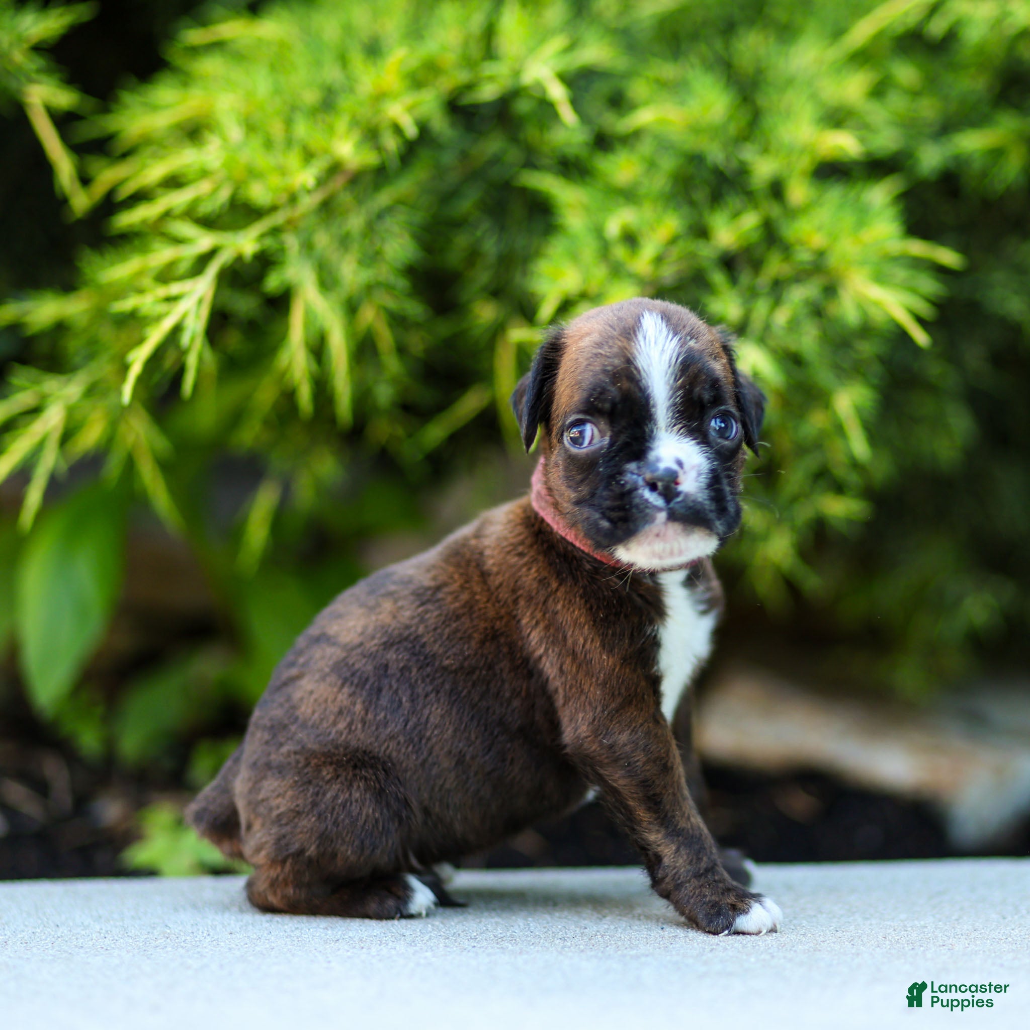 Boxer dogs Lester Boxer Puppy  - Ad 1